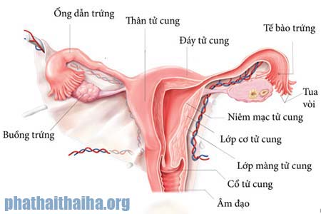 Không có ảnh
