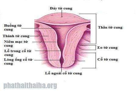 Cấu tạo tử cung phụ nữ