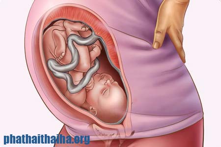 Tử cung phụ nữ là noi thai nhi phát triển