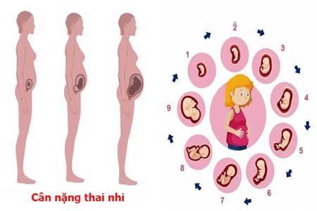 Bảng cân nặng chuẩn của thai nhi
